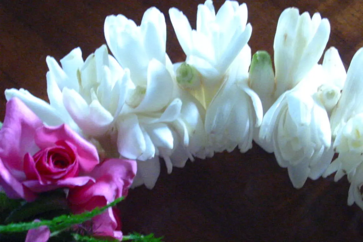 Ein Blumen-Lei aus weißen Tuberosenblüten